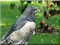 SO7023 : Grey Buzzard Eagle at the International Centre for Birds of Prey by David Dixon