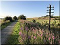 NJ8917 : Telegraph pole beside the Formarine & Buchan Way by David Robinson