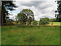 SJ7481 : Tatton Park, Trees near the Ice Pond by David Dixon