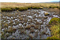 SE0406 : Bog, Featherbed Moss by Mick Garratt