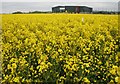 NO5604 : A crop of oil seed rape by Richard Sutcliffe