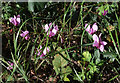 SX9065 : Cyclamen, Cricketfield Road, Torre by Derek Harper