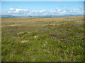 SD7362 : A patch of heather on Clapham Common by Humphrey Bolton