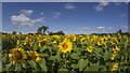 C9607 : Sunflowers near Portglenone by Rossographer