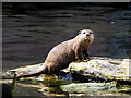 SD4214 : Martin Mere Wetland Centre, Asian Short-clawed Otter by David Dixon