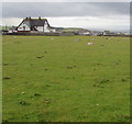 SS8874 : Grazing sheep in a Southerndown field by Jaggery