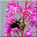 NS3174 : Bumblebee on a rosebay willowherb by Thomas Nugent