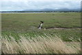 SH4459 : Small creek on the saltmarsh, Y Foryd by Christine Johnstone