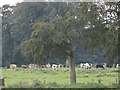 NZ2250 : Cattle near Beech Grove Farm by Robert Graham