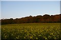 TM3561 : Looking uphill to Benhall Wood by Christopher Hilton