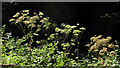 SX8852 : Umbellifers, Dart Valley Trail by Derek Harper