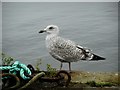 NO6107 : Juvenile herring gull by Richard Sutcliffe