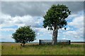 SJ8308 : Son of Royal Oak and baby oak at Boscobel House by Jeff Buck