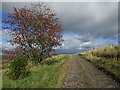 NO0412 : Rowan tree at Montalt road-end by Alan O'Dowd