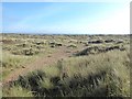 NO5024 : Sand dunes, Tentsmuir by Oliver Dixon