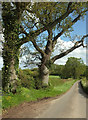 ST5211 : Trees along Pendomer Road by Derek Harper