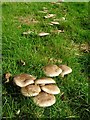 SO7138 : Fungi in a field by Philip Halling