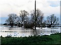 TL3975 : Swans and willows - The Ouse Washes by Richard Humphrey