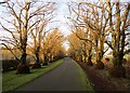 NS8141 : The Lime Avenue, Kerse Estate by Alan O'Dowd