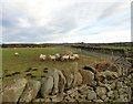 NZ1048 : Sheep beside Knitsley Lane by Robert Graham