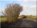 TQ4143 : Footpath in a field, near Dormansland by Malc McDonald