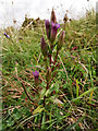 SU4827 : Gentianella amarella (autumn gentian) - St Catherine's Hill, near Winchester by Phil Champion