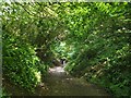 SZ0382 : Sunken lane leading towards South Beach, Studland by Phil Champion