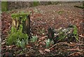 NS5089 : First of the snowdrops by Richard Sutcliffe