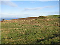 NT8469 : Rough pasture, coastal Berwickshire by M J Richardson