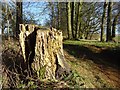 SO9539 : Rotting tree stump by Philip Halling