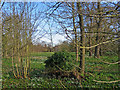 TL4551 : Little Shelford: snowdrops in the Manor House grounds by John Sutton