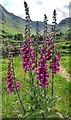 NY2312 : Foxglove - Digitalis purpurea - Borrowdale, Cumbria by Ian Hawfinch