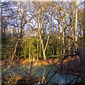 TL4703 : Winter Sun in Gernon Bushes, Theydon Garnon by Roger Jones