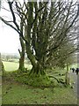 SX5591 : Moss-covered tree roots, South Down, Dartmoor by David Smith