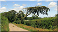 SS3106 : Wind-shaped tree near Parnacott by Derek Harper