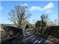 NZ1013 : Roadside tree, Thorpe by Christine Johnstone