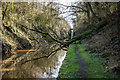 SJ6931 : Fallen Tree Blocking the Shropshire Union Canal by Brian Deegan