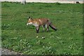 TQ4379 : Urban fox at Gallions Point by Ian S