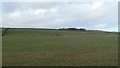 NY9620 : Flocks of birds in a field south-west of Park House Farm by Christine Johnstone