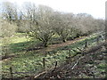 NY9921 : A hedge has become a row of trees, west of Phillis Wood by Christine Johnstone