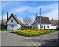 TL4446 : Thriplow: daffodils, plaster and thatch by John Sutton