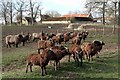 NZ1167 : Soay sheep, Rudchester by Andrew Curtis