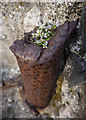 J5383 : Scurvygrass, Groomsport by Rossographer