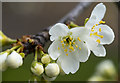 J5180 : Plum blossom, Bangor by Rossographer