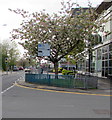 ST2995 : April blossom, Glyndwr Road, Cwmbran by Jaggery