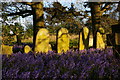 TM3863 : Bluebells, Carlton churchyard by Christopher Hilton