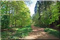 TL9018 : Pods Wood Path by Glyn Baker