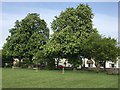 TL4195 : Horse Chestnut trees on March Recreation Ground by Richard Humphrey