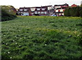 ST3090 : All gone to seed on a Rowan Way green, Malpas, Newport by Jaggery