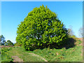 ST2886 : Oak Tree, Gaer Fort, Newport by Robin Drayton